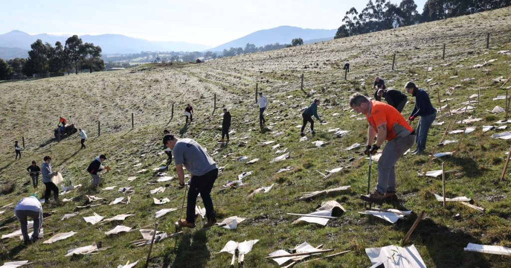 Tree Planting 2