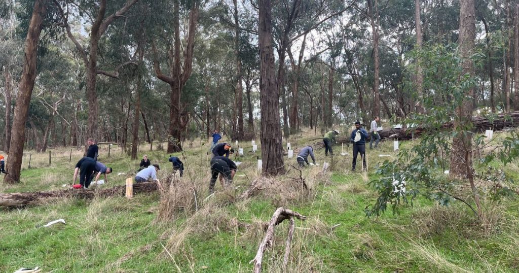 Tree Planting Corporate Group