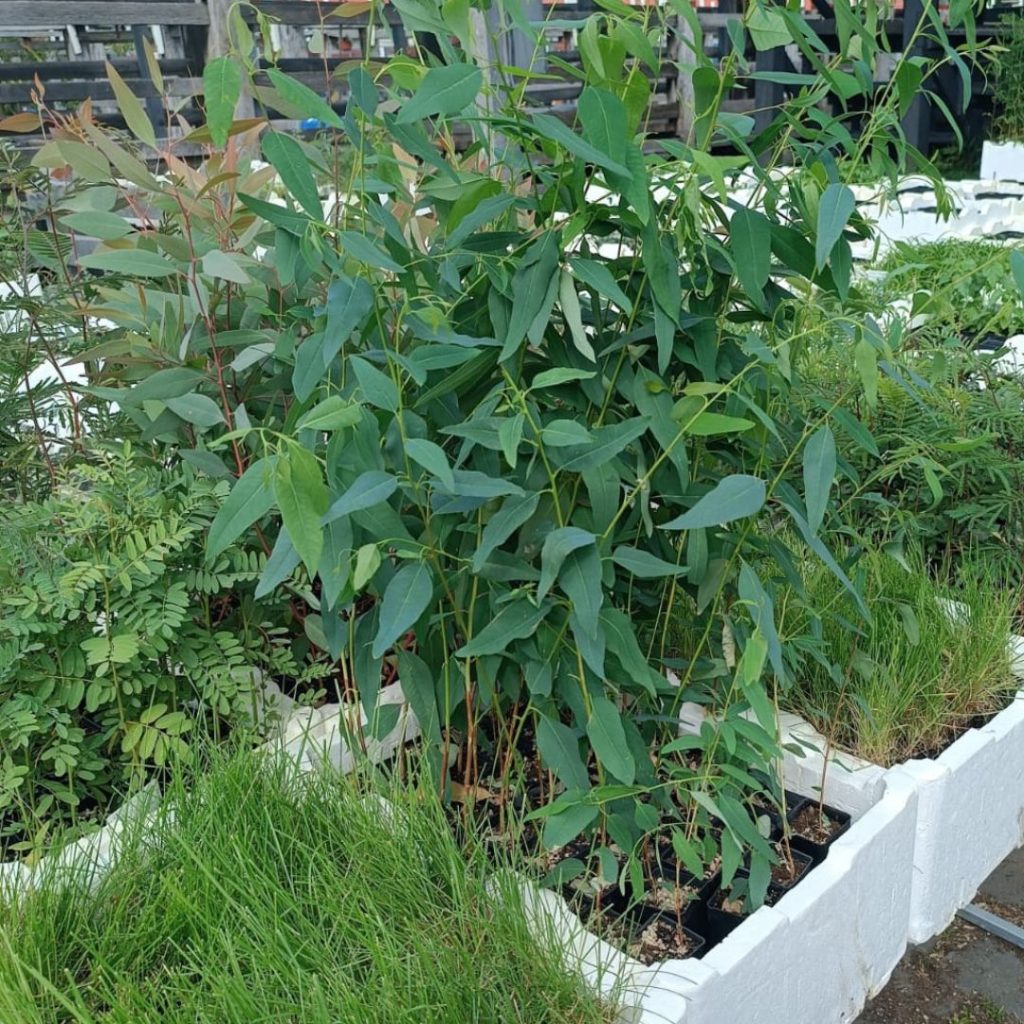 Indigenous Seedlings