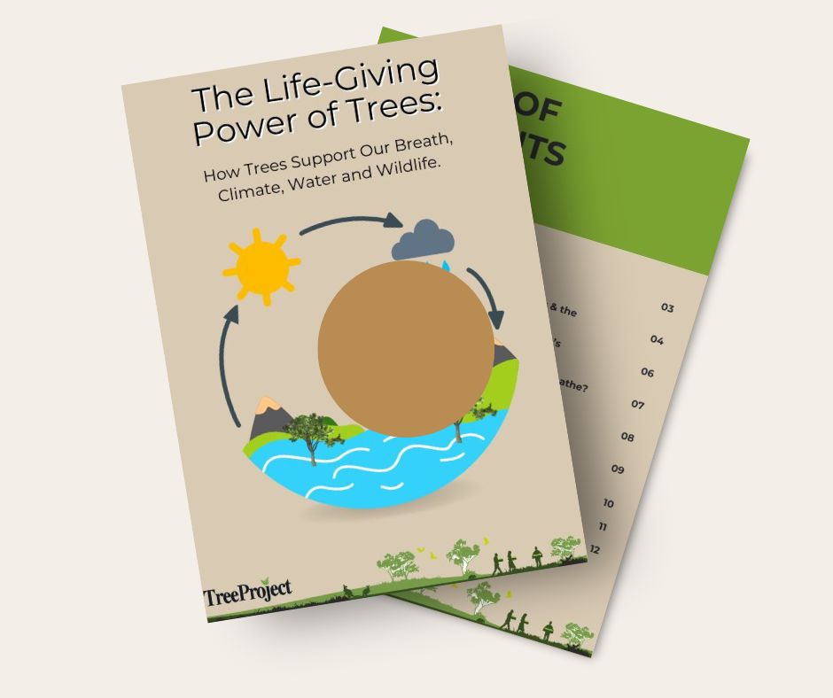 Blog Cover The Life Giving Power Of Trees (facebook Post)