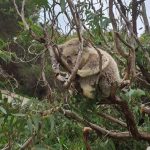 Koala In Tree.