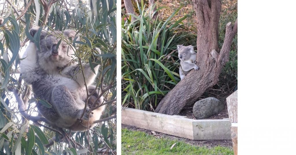 Koalas In Tree