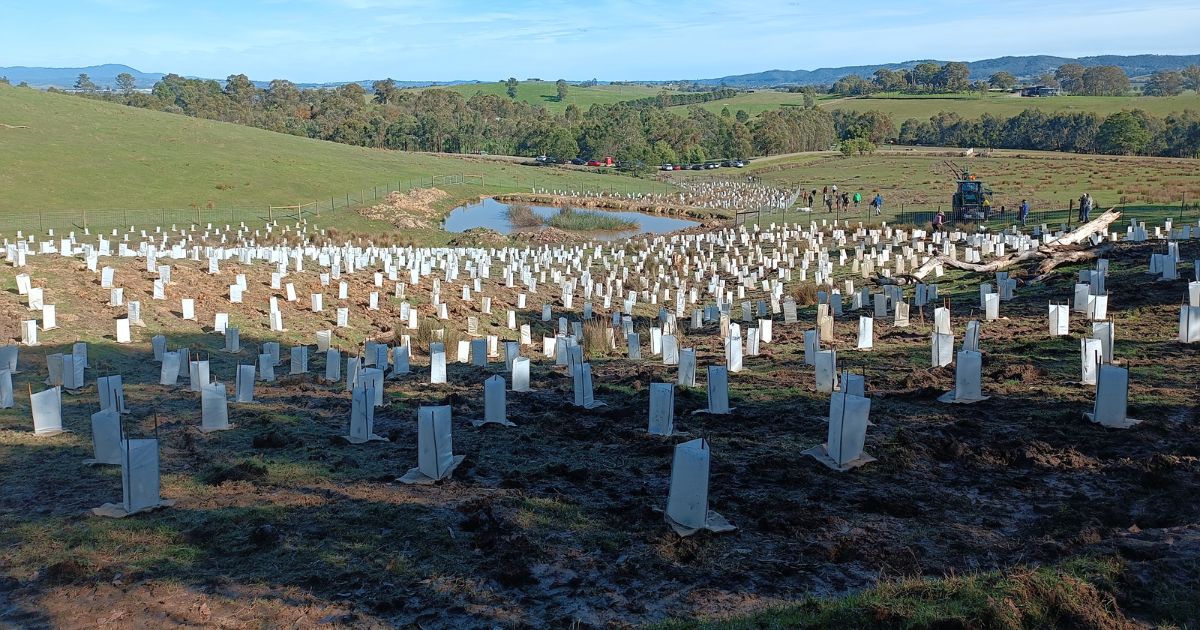 Planted Seedlings Near Dam In Victoria