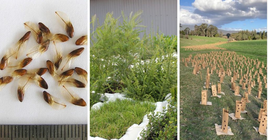 Seed Seedling Seedlings Planted Out
