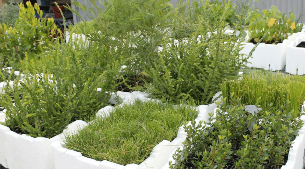 Treeproject Growing Kit